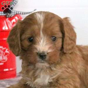 Cranberry, Miniature Poodle Mix Puppy