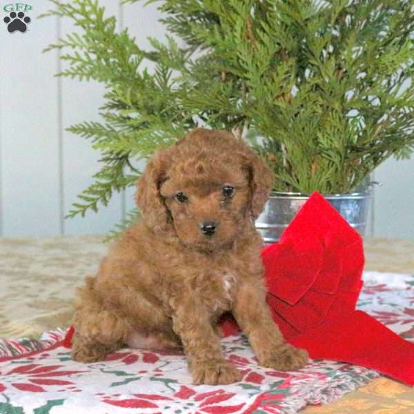 Cranberry, Cavapoo Puppy