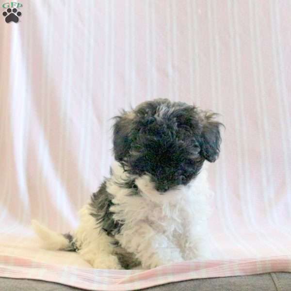 Cream, Miniature Poodle Puppy