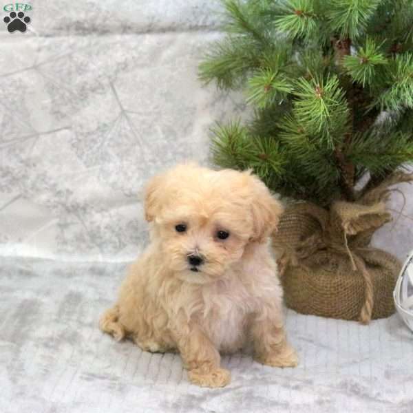Cream, Maltipoo Puppy