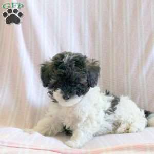 Cream, Miniature Poodle Puppy