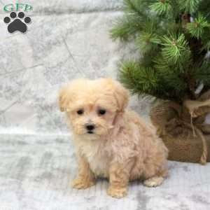 Cream, Maltipoo Puppy