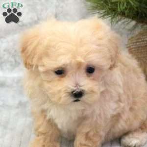 Cream, Maltipoo Puppy