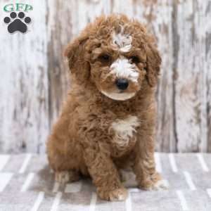 Creed, Mini Labradoodle Puppy