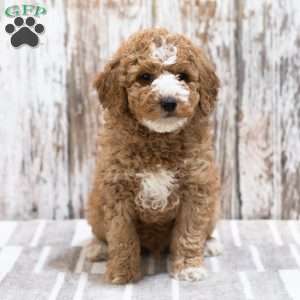 Creed, Mini Labradoodle Puppy