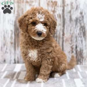 Creed, Mini Labradoodle Puppy