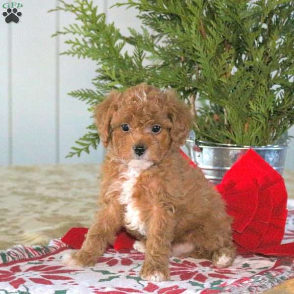 Cringle, Cavapoo Puppy