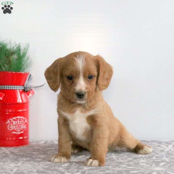 Cringle, Miniature Poodle Mix Puppy