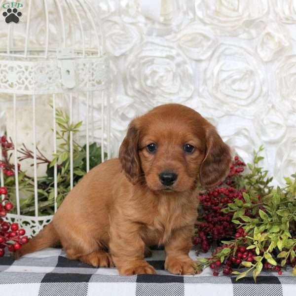 Cringle, Dachshund Puppy