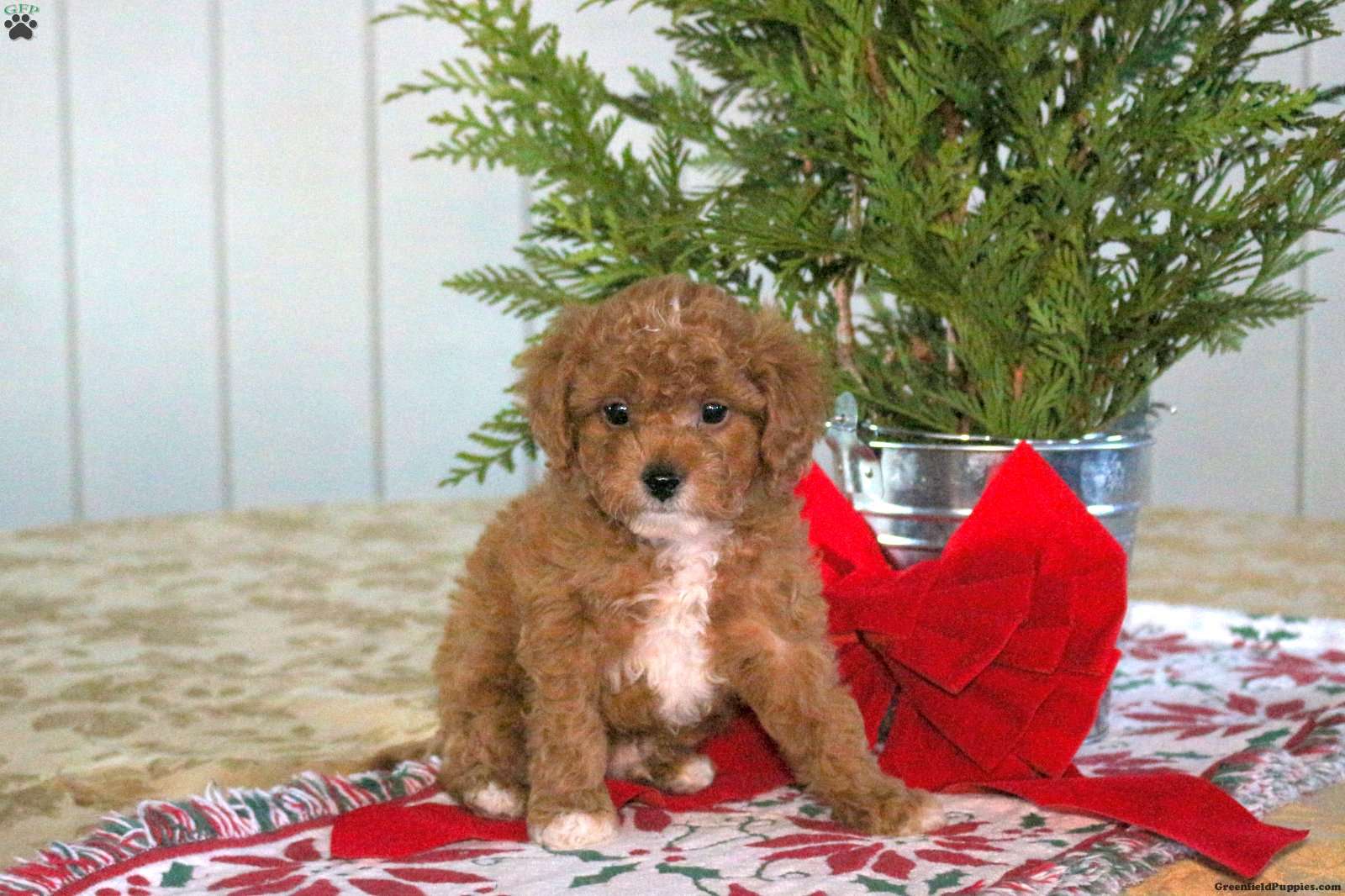 Cringle Cringle - Cavapoo Puppy For Sale in Pennsylvania