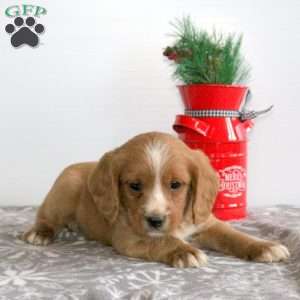 Cringle, Miniature Poodle Mix Puppy