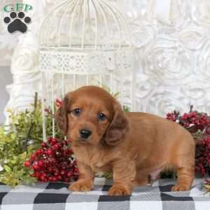 Cringle, Dachshund Puppy