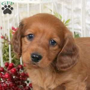 Cringle, Dachshund Puppy