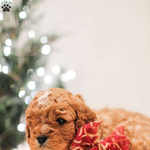 Crinkle, Cavapoo Puppy
