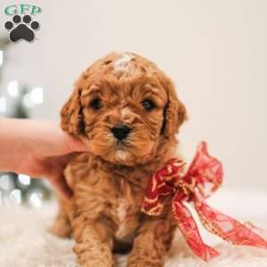 Crinkle, Cavapoo Puppy