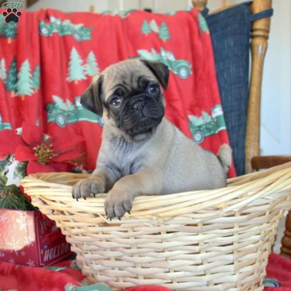 Crinkles, Pug Puppy