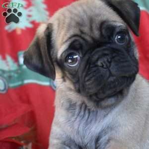 Crinkles, Pug Puppy
