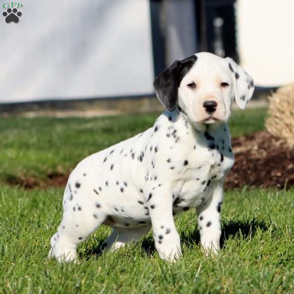 Crissy, Dalmatian Puppy