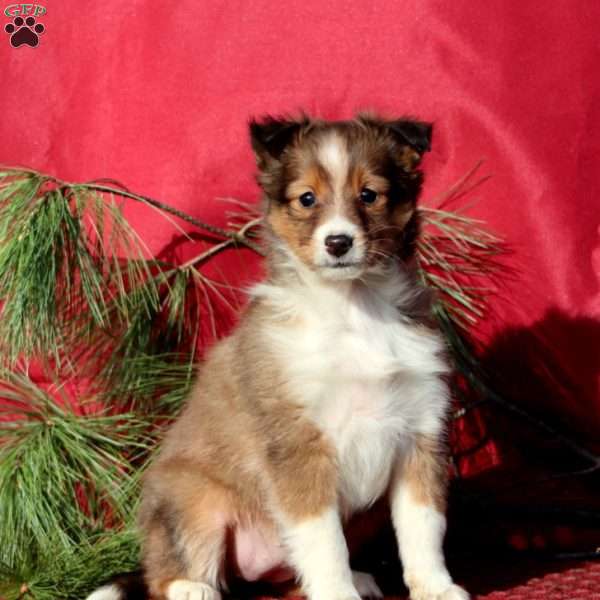 Crissy, Sheltie Puppy