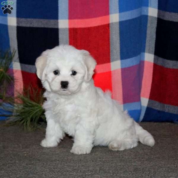 Crissy, Bichon Frise Puppy