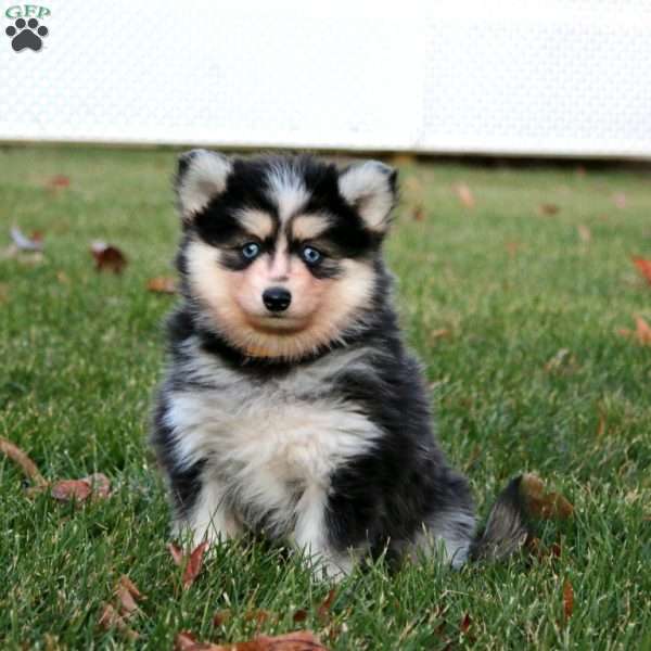 Crissy, Pomsky Puppy