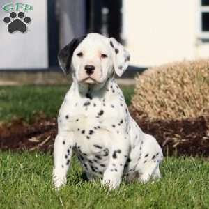Crissy, Dalmatian Puppy