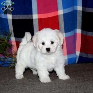 Crissy, Bichon Frise Puppy