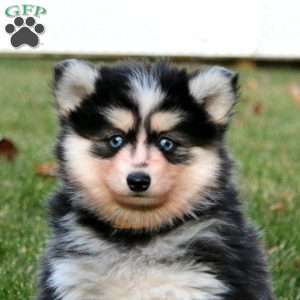 Crissy, Pomsky Puppy