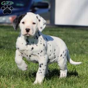 Crissy, Dalmatian Puppy