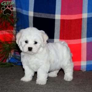 Crissy, Bichon Frise Puppy