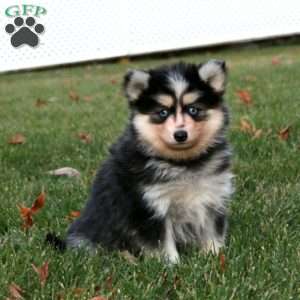 Crissy, Pomsky Puppy