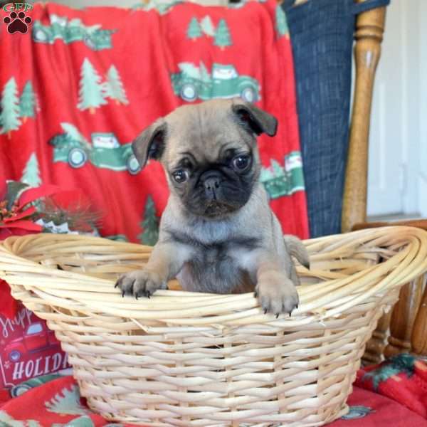 Crouton, Pug Puppy