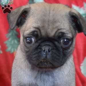 Crouton, Pug Puppy