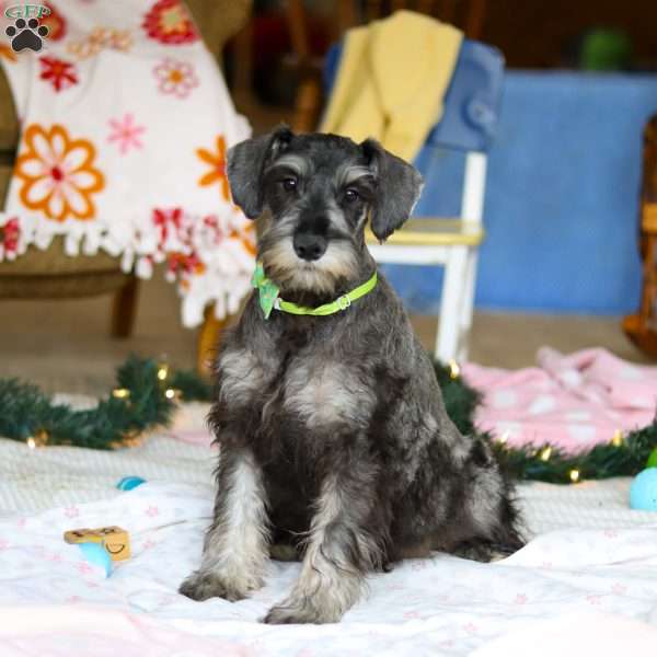Cruz, Miniature Schnauzer Puppy