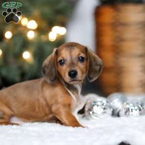 Crystal, Dachshund Puppy