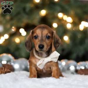 Crystal, Dachshund Puppy