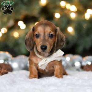 Crystal, Dachshund Puppy