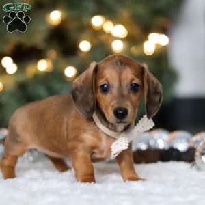 Crystal, Dachshund Puppy