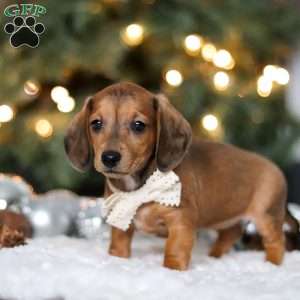 Crystal, Dachshund Puppy
