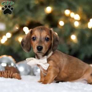 Crystal, Dachshund Puppy