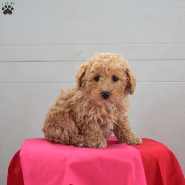 Cuddles, Bich-Poo Puppy