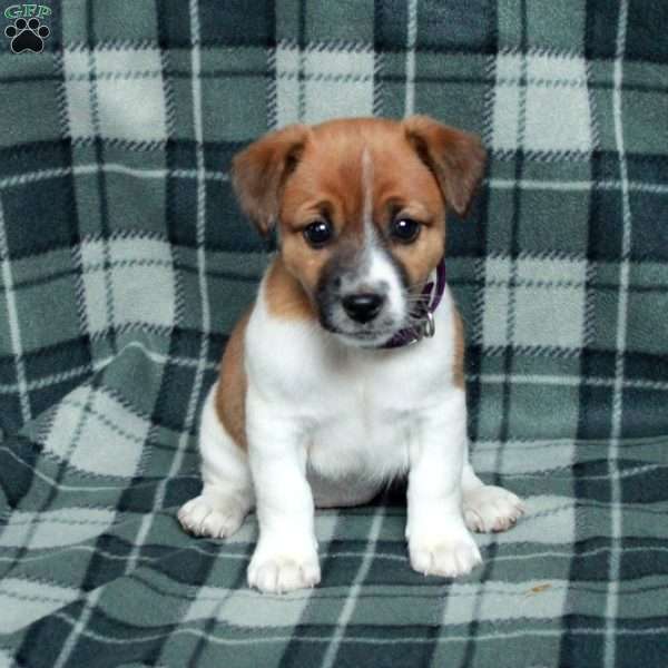 Cuddles, Jack Russell Terrier Puppy