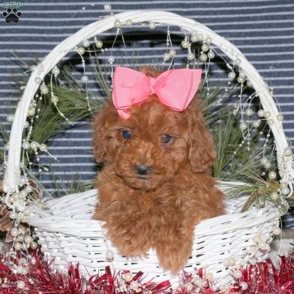 Cuddles, Toy Poodle Puppy