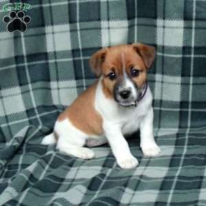 Cuddles, Jack Russell Terrier Puppy