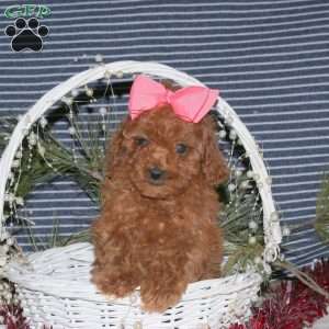 Cuddles, Toy Poodle Puppy