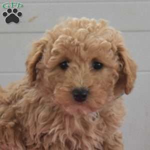 Cuddles, Bich-Poo Puppy