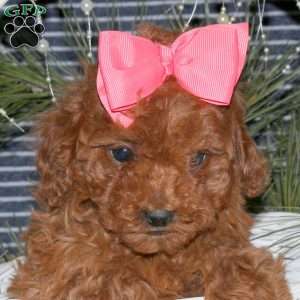 Cuddles, Toy Poodle Puppy