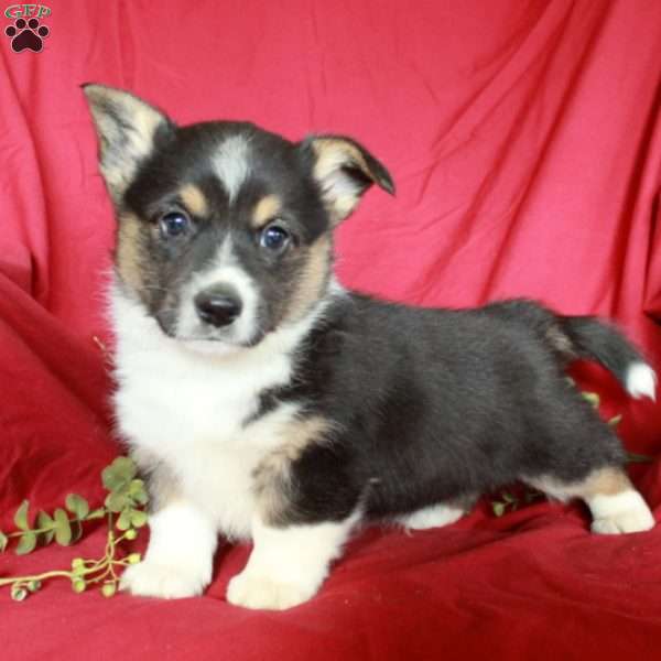 Cuddles, Pembroke Welsh Corgi Puppy