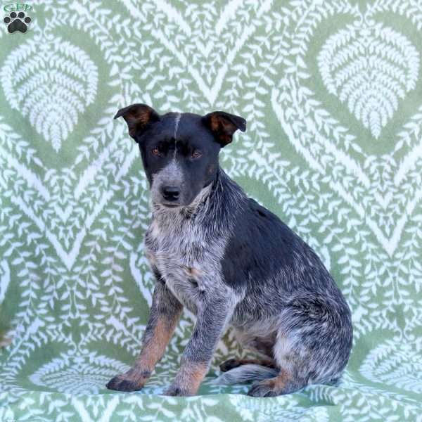 Cuddles, Blue Heeler – Australian Cattle Dog Puppy