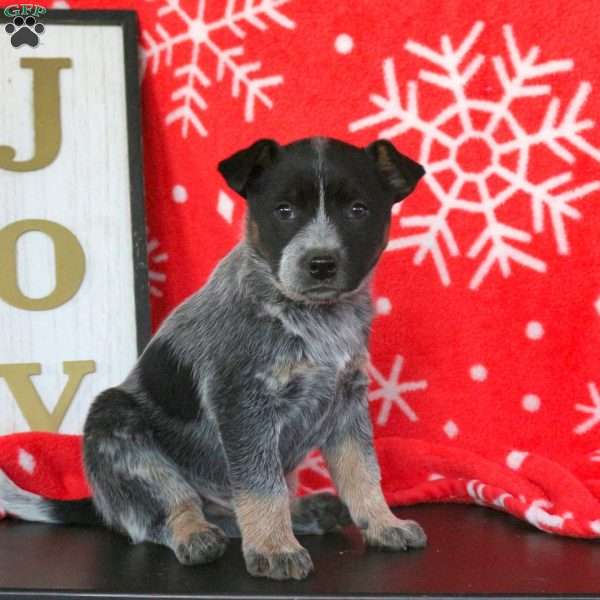 Cuddles, Blue Heeler – Australian Cattle Dog Puppy
